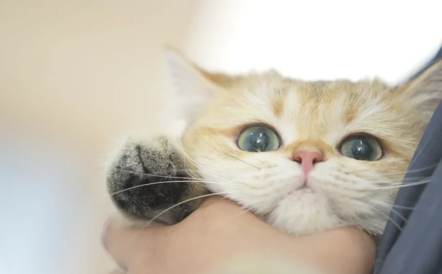 ITC รุกตลาด Pet Food โลก ชู 3 กลยุทธ์นวัตกรรม ตั้งเป้าปั้นรายได้ New S-Curve แตะ 15%