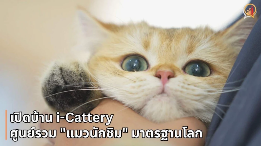 เปิดบ้าน i-Cattery: ศูนย์วิจัยโภชนาการและ “แมวนักชิม” มาตรฐานโลกแห่งแรกในไทย