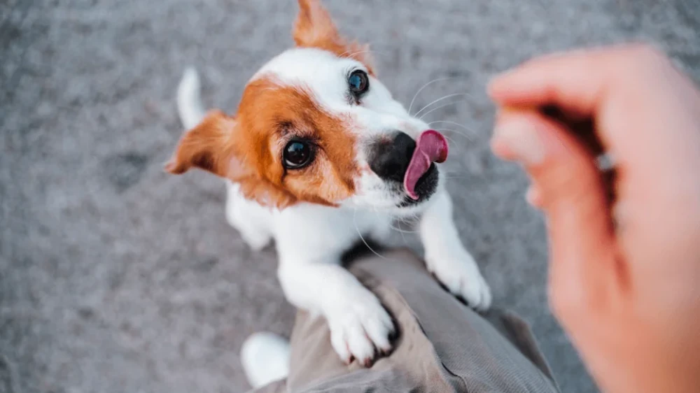 The Thai pet food manufacturer highlights strong private label demand in the US and Europe.